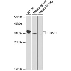PRSS1 Rabbit pAb