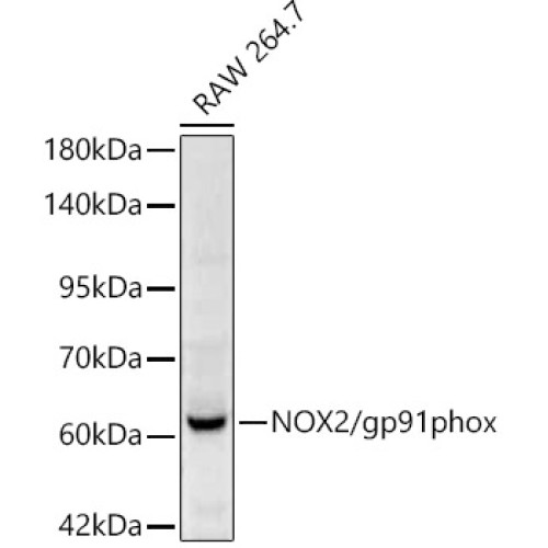 NOX2/gp91phox Rabbit pAb