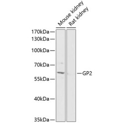 GP2 Rabbit pAb