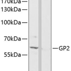 GP2 Rabbit pAb