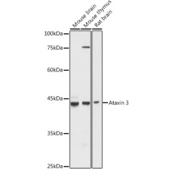 Ataxin-3 (ATXN3) Rabbit pAb