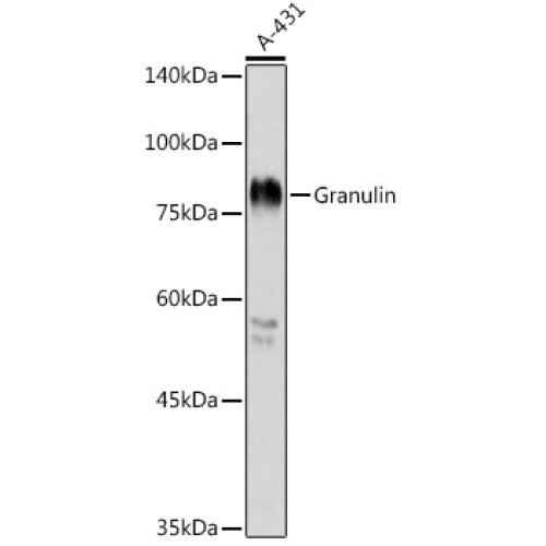 Granulin Rabbit pAb