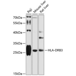 HLA-DRB3 Rabbit pAb