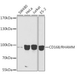 [KO Validated] CD168/RHAMM Rabbit pAb