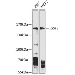 IGSF3 Rabbit pAb