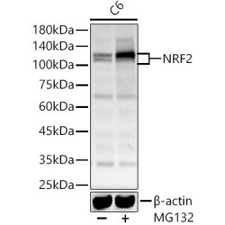 NRF2 Rabbit pAb