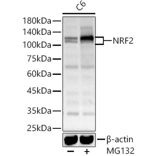 NRF2 Rabbit pAb