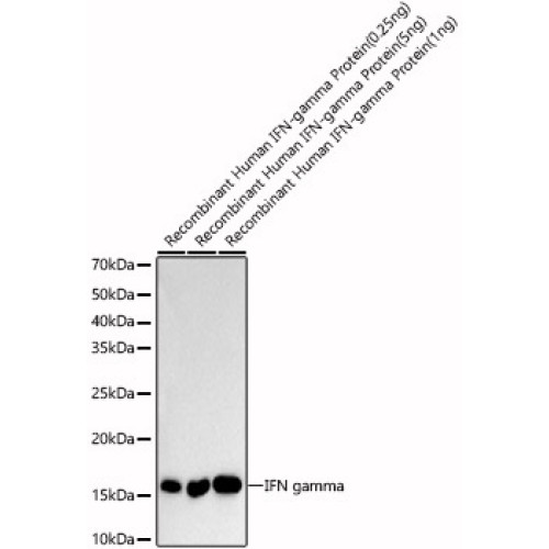 IFN gamma Rabbit pAb