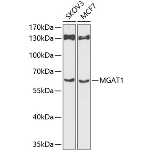 MGAT1 Rabbit pAb