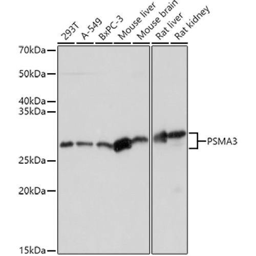 PSMA3 Rabbit pAb