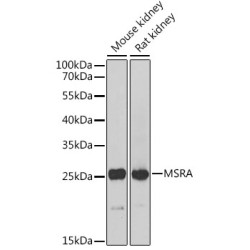MSRA Rabbit pAb