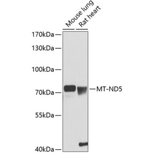 MT-ND5 Rabbit pAb