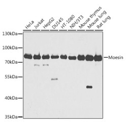 Moesin Rabbit pAb