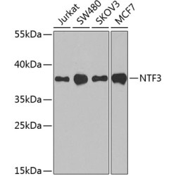 NTF3 Rabbit pAb