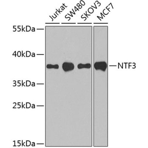 NTF3 Rabbit pAb