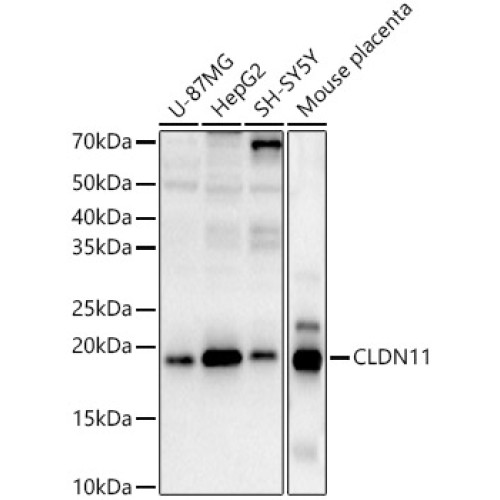 CLDN11 Rabbit pAb