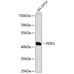 PDK3 Rabbit pAb