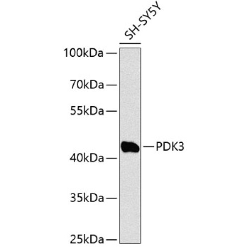 PDK3 Rabbit pAb