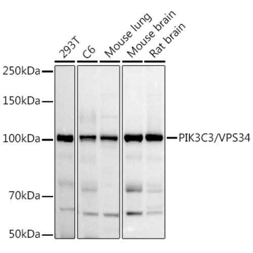 PIK3C3/VPS34 Rabbit pAb