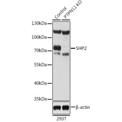 [KO Validated] SHP2 Rabbit pAb