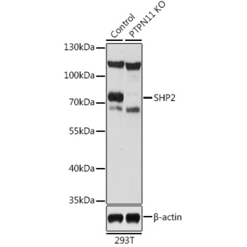[KO Validated] SHP2 Rabbit pAb