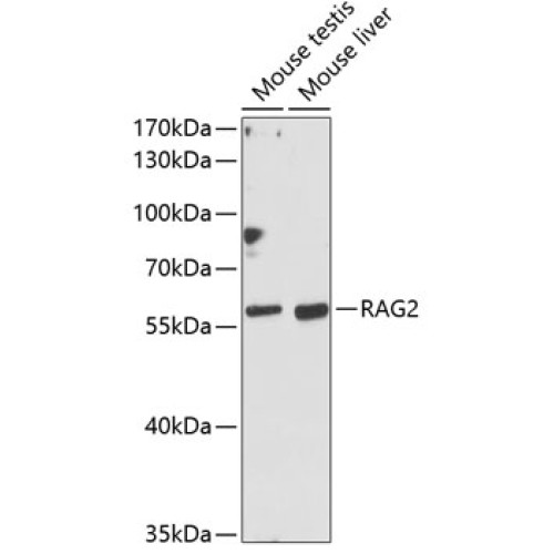 RAG2 Rabbit pAb