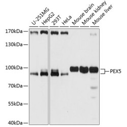 PEX5 Rabbit pAb