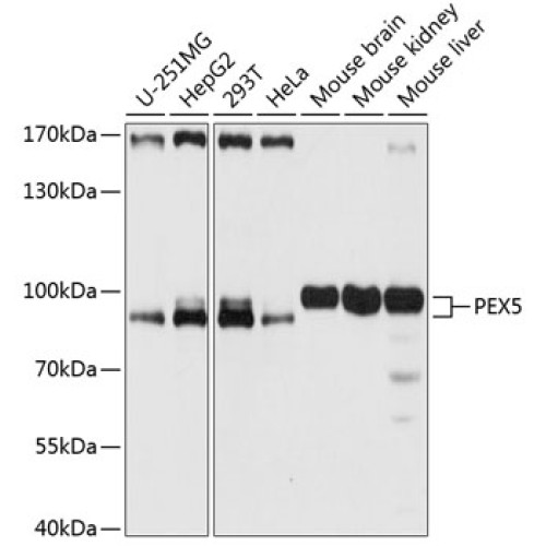 PEX5 Rabbit pAb