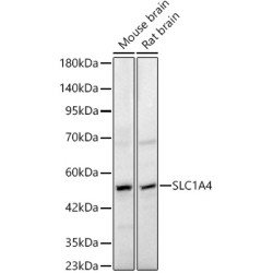 SLC1A4 Rabbit pAb