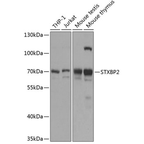 STXBP2 Rabbit pAb