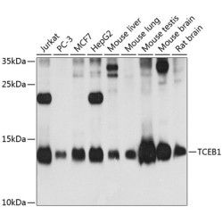 TCEB1 Rabbit pAb