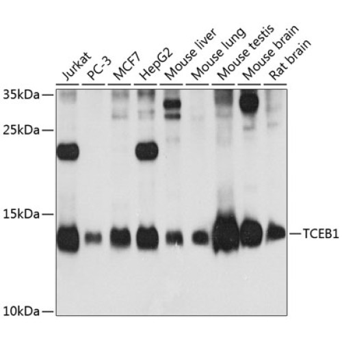 TCEB1 Rabbit pAb