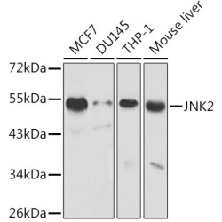 [KO Validated] JNK2 Rabbit pAb