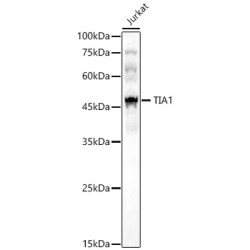 TIA1 Rabbit pAb