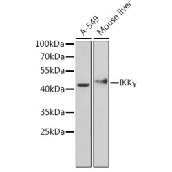 [KO Validated] IKKγ Rabbit pAb