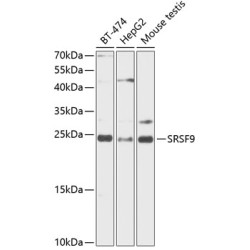 SFRS9 Rabbit pAb