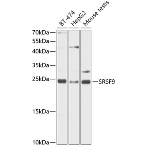 SFRS9 Rabbit pAb