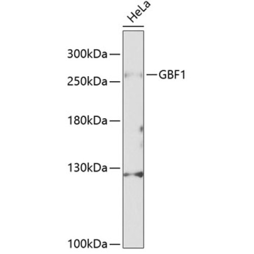 GBF1 Rabbit pAb