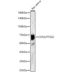 COX2/PTGS2 Rabbit pAb