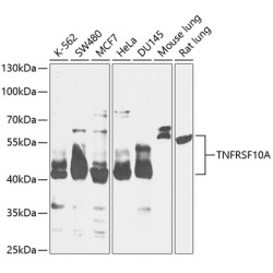 TNFRSF10A Rabbit pAb