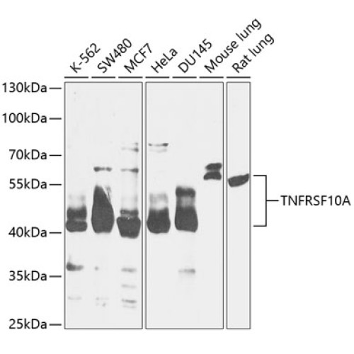 TNFRSF10A Rabbit pAb