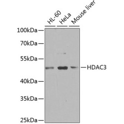 HDAC3 Rabbit pAb