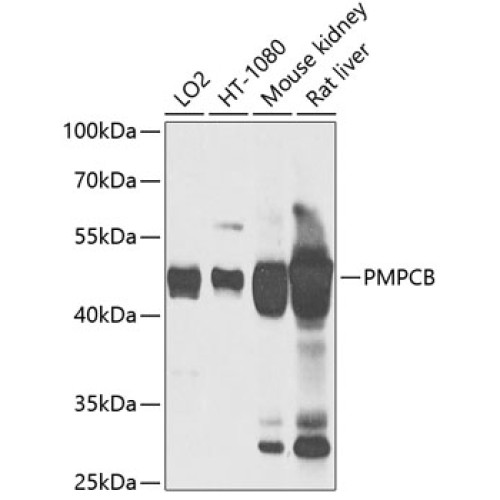 PMPCB Rabbit pAb