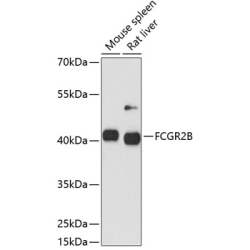 FCGR2B Rabbit pAb