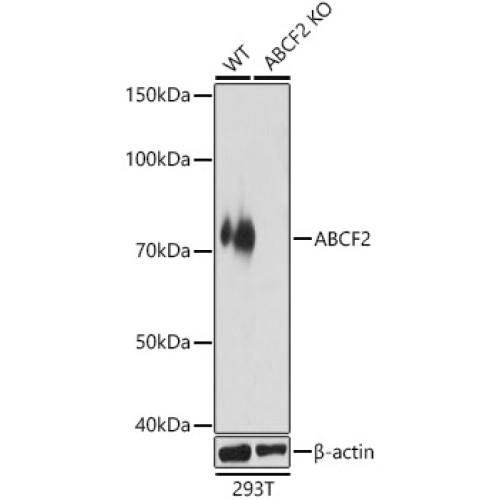 [KO Validated] ABCF2 Rabbit pAb