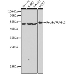 Reptin/RUVBL2 Rabbit pAb