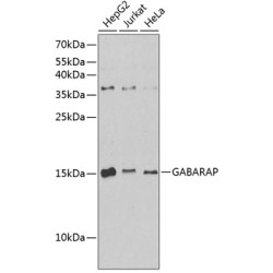 GABARAP Rabbit pAb