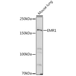 EMR1 Rabbit pAb
