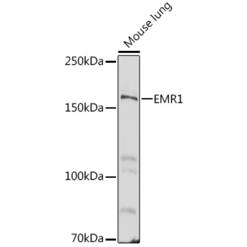 EMR1 Rabbit pAb