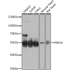 PRP19 Rabbit pAb